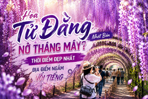Hoa Tử Đằng Nhật Bản Nở Tháng Mấy? Thời Điểm Đẹp Nhất