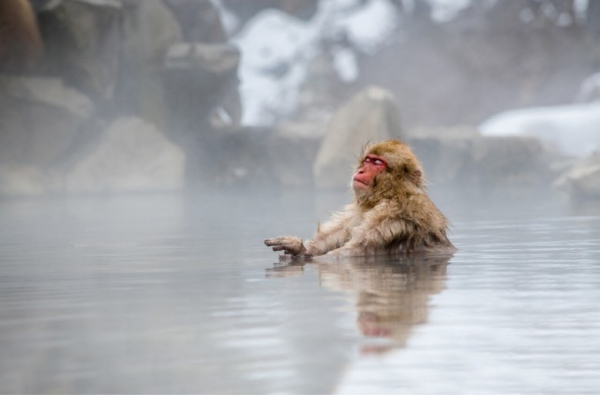Tắm onsen ngoài trời ngắm tuyết ở Nhật: Địa điểm và giá