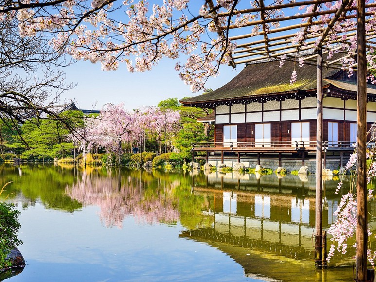 Vườn Shin-en đền Heian với cây anh đào rủ nở rộ