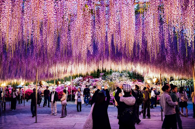 Hoa tử đằng  Ashikaga Flower Park