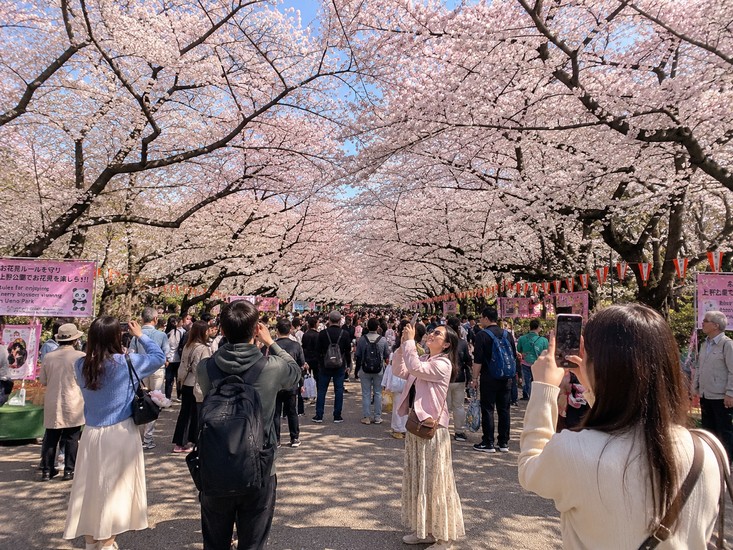 Du khách chụp ảnh dưới hàng anh đào nở rộ ở công viên Ueno Tokyo