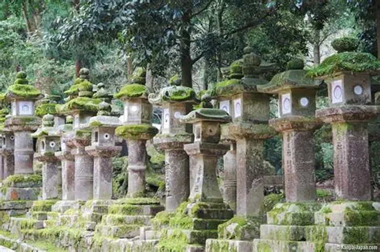 Hàng đèn lồng đá rêu phong dẫn vào đền Kasuga Taisha