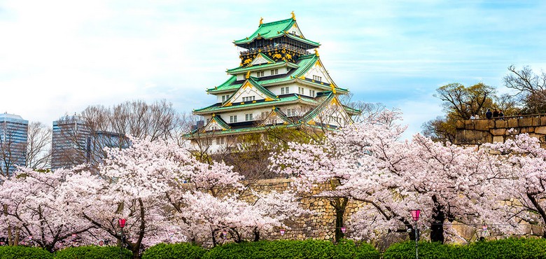 Lâu đài Osaka nhìn từ vườn Nishinomaru mùa hoa anh đào
