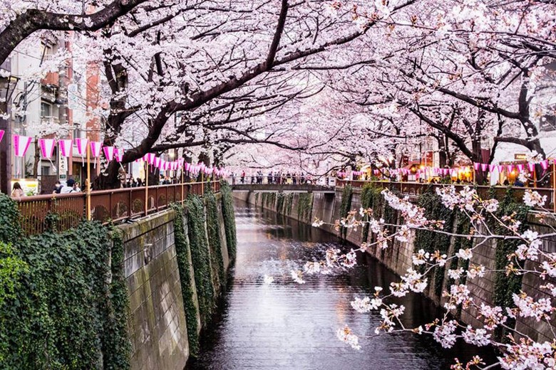 Hoa anh đào nở rộ hai bên sông Meguro ở Tokyo đông kín người