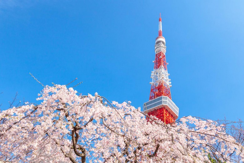 Hoa anh đào nở rộ ở Tokyo cuối tháng 3