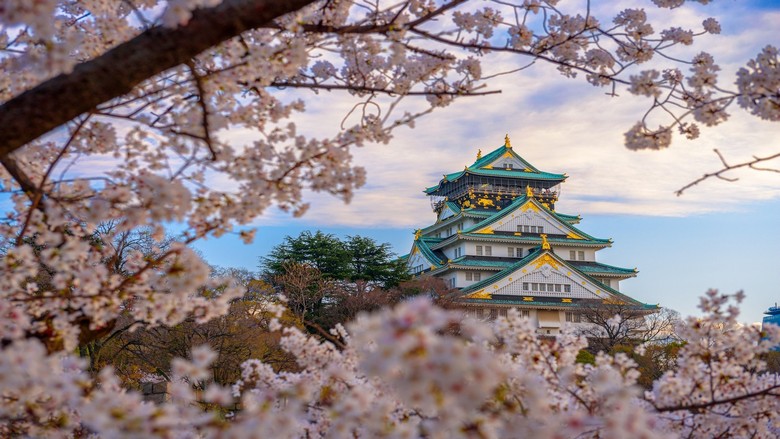 Lâu đài Osaka với hàng trăm cây anh đào nở quanh