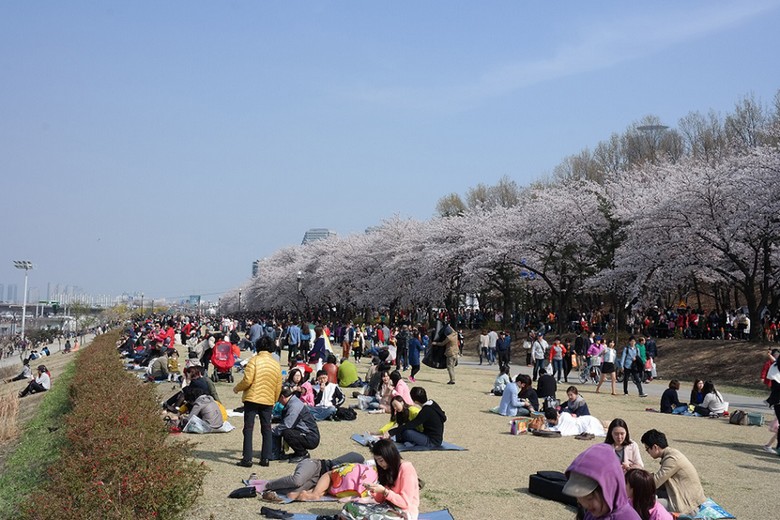 Người Nhật trải bạt ngồi hanami dưới gốc cây anh đào