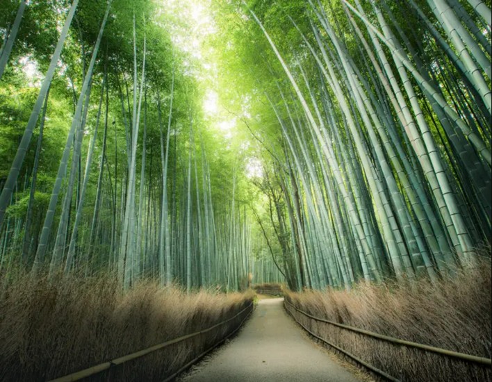 Khu rừng tre Arashiyama buổi sáng, ánh sáng lọc qua tán tre