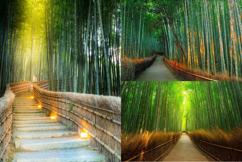 Lối đi bằng phẳng giữa rừng tre Arashiyama, Kyoto
