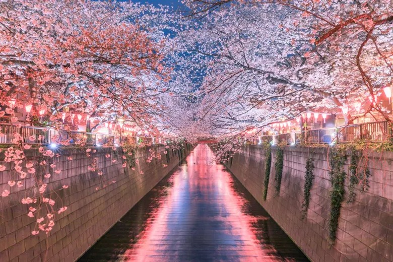Hàng cây hoa anh đào nở rộ hai bên dòng sông ở Tokyo