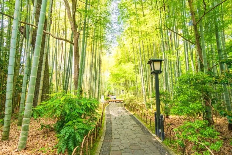 Phố suối nước nóng cổ Shuzenji với rừng tre