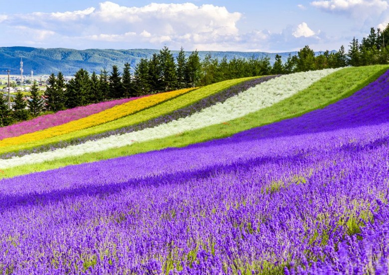 ​Cánh đồng hoa oải hương tím trải dài ở Furano, Hokkaido